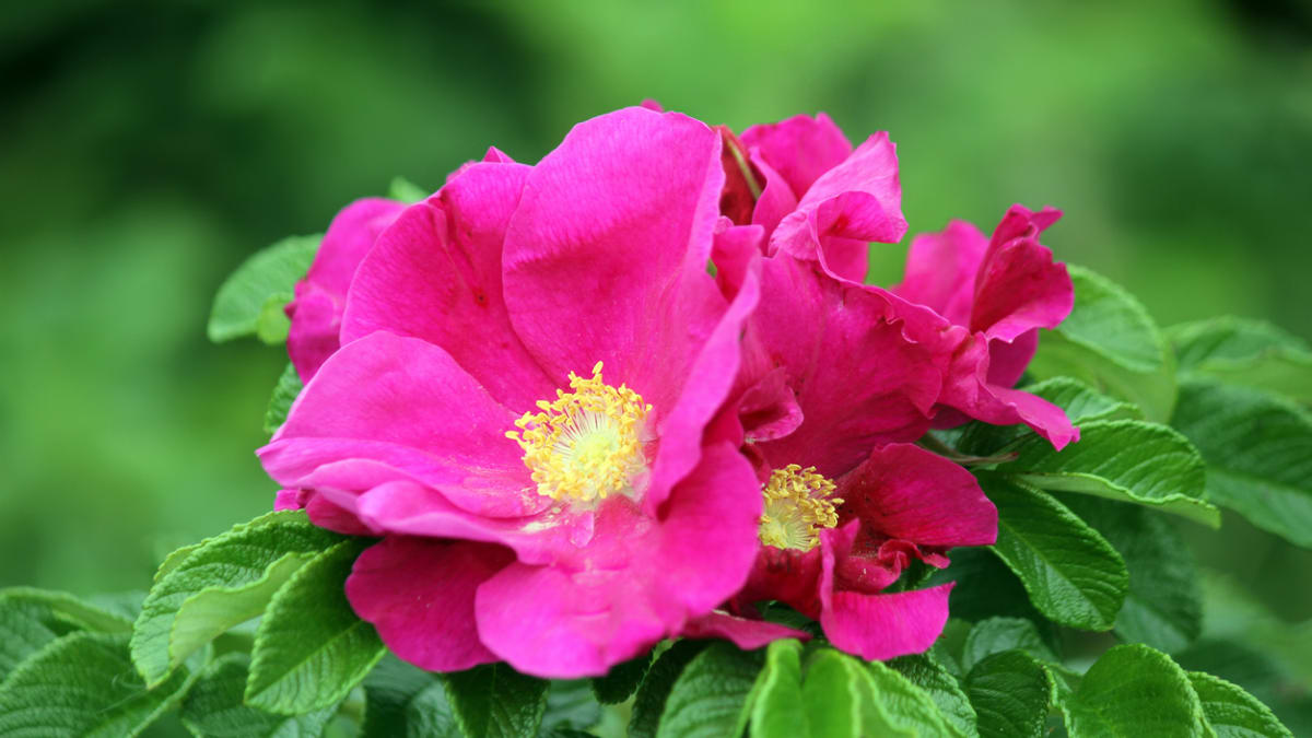 Růže svraskalá (Rosa rugosa)