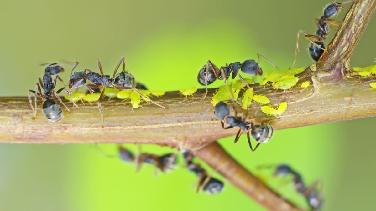 Mšice poskytují mravencům sladkou medovici