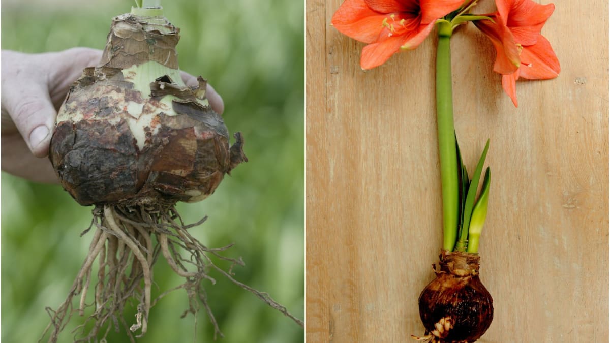 Základním předpokladem úspěchu je zdravá, pevná a hlavně velká cibule s dobře vyvinutými kořeny. 
