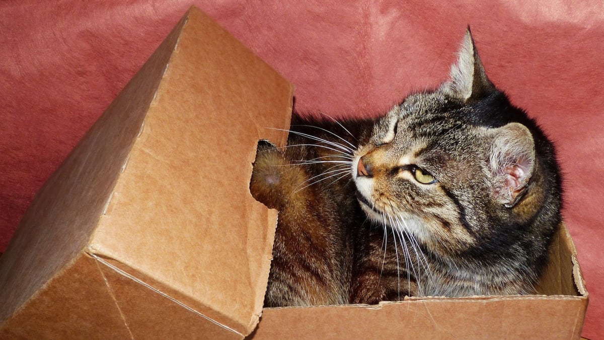 Krabice kočky přímo zbožňují