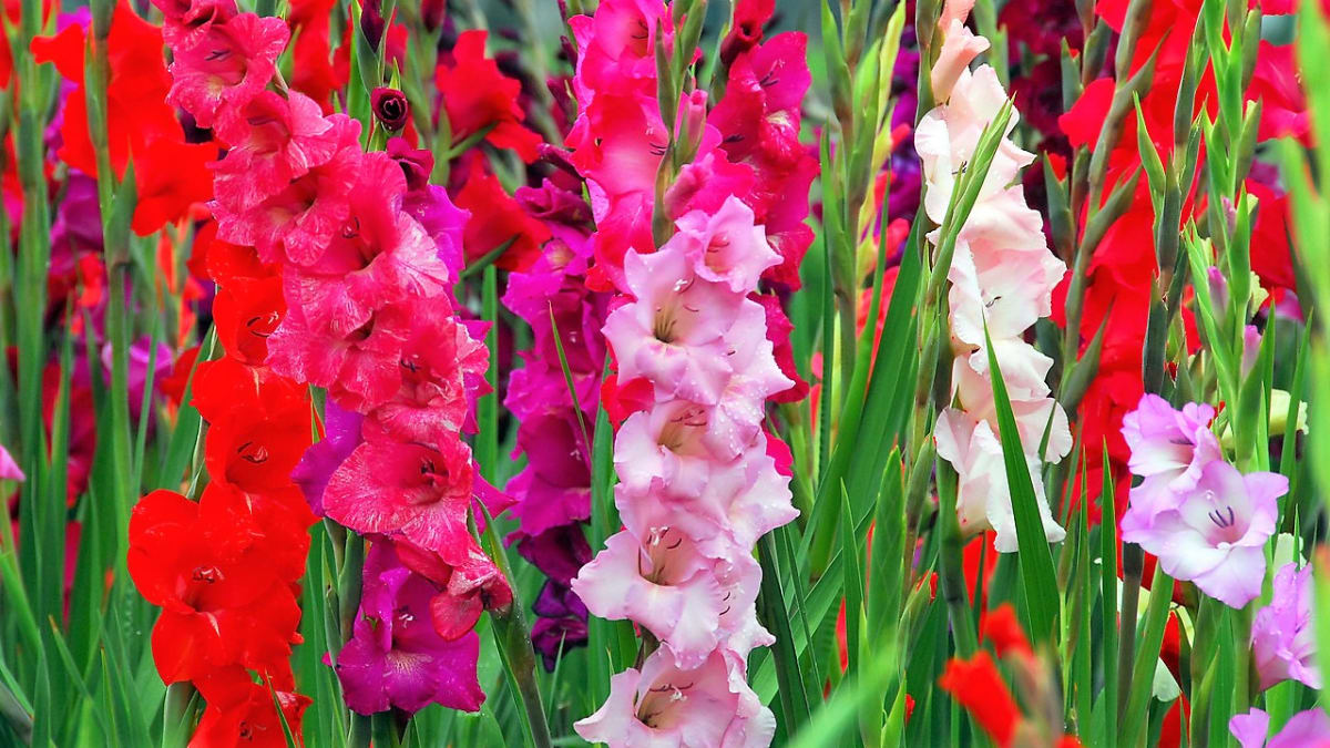 Gladioly, česky mečíky (Gladiolus), jsou oblíbené rostliny s nádhernými květy, které vyniknou na letních záhonech a v nádobách, navíc dlouho vydrží ve váze