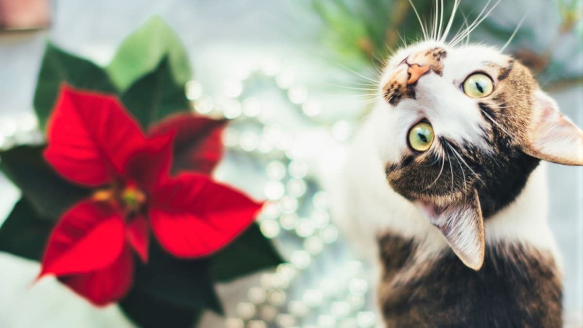Vánoční hvězda (ale třeba i brambořík) je jedovatá a její pozření může být pro vaši kočičku osudné