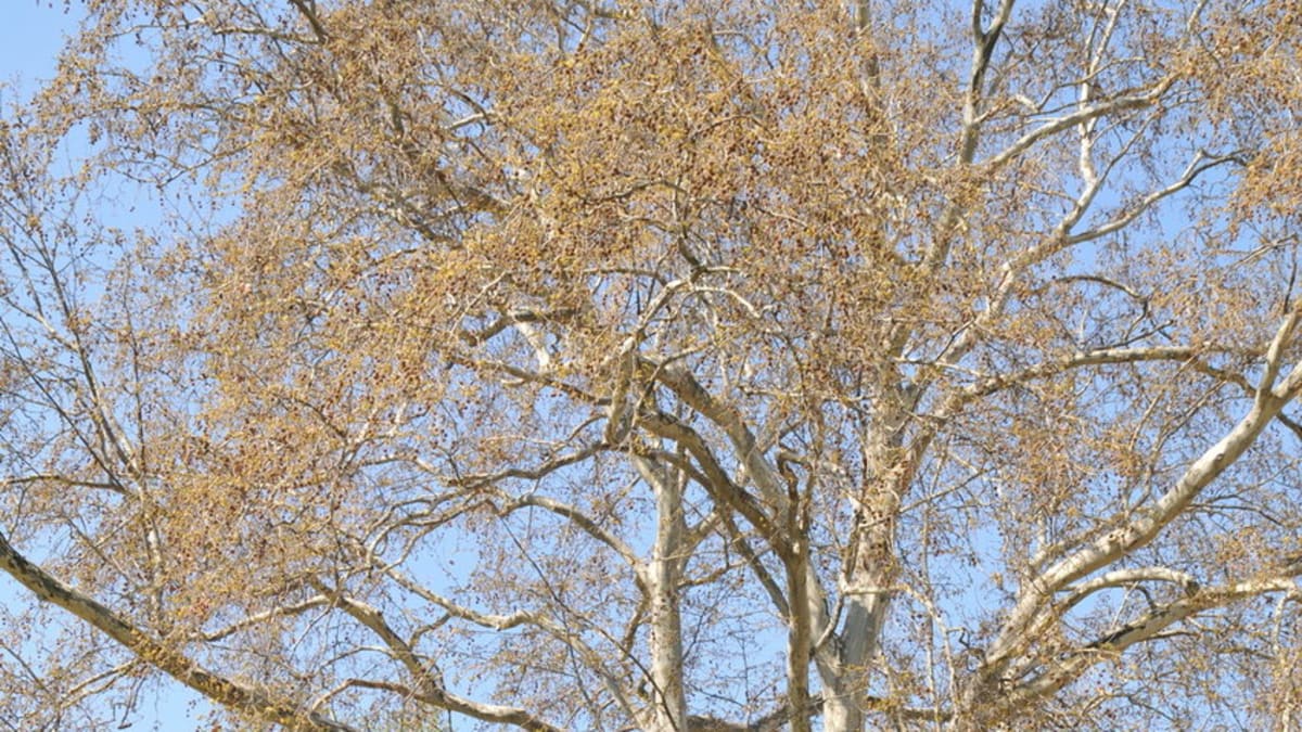 Platan javorolistý/Platanus acerifolia