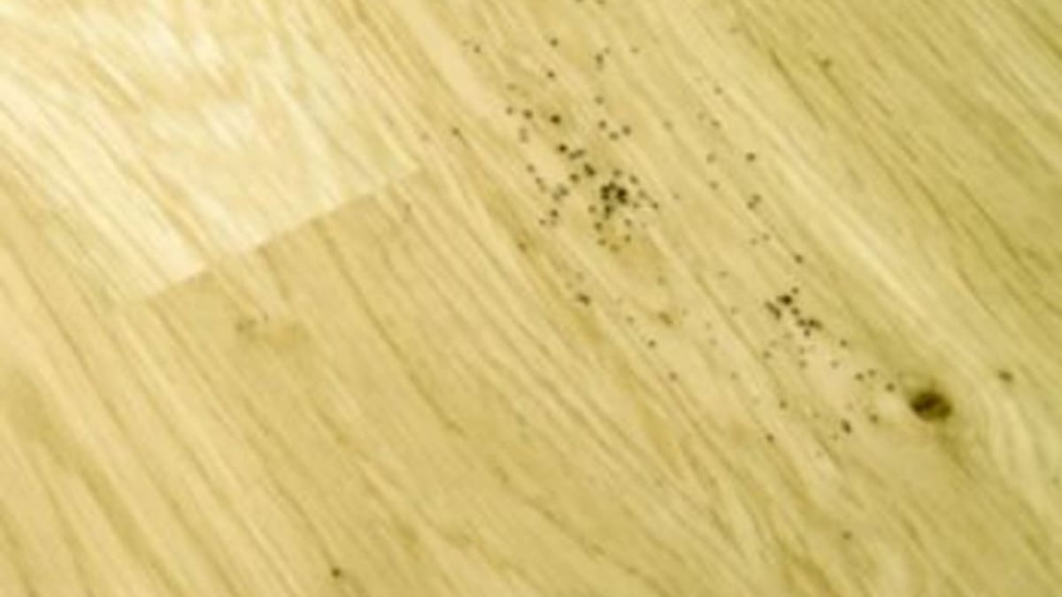 Poškozená dřevěná podlaha - Obrázek 3