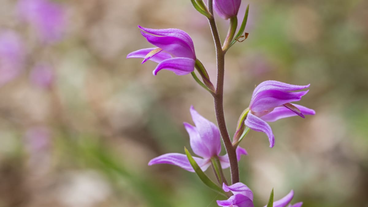 Zemní orchideje, které můžete právě teď potkat v přírodě 2