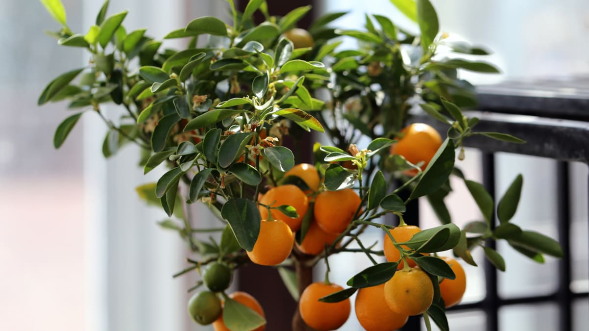 Citrusy můžete pěstovat i na balkoně