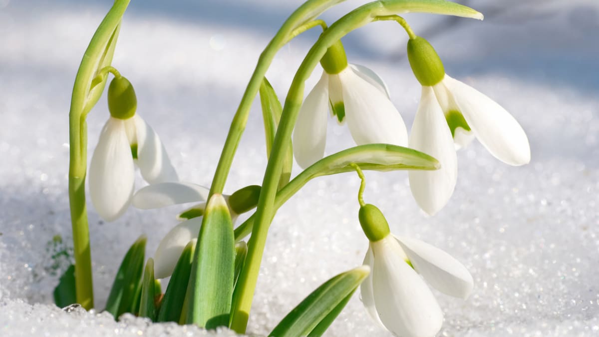 Sněženky a bledule: Víte, jak pěstovat první jarní krásky? | Prima Living