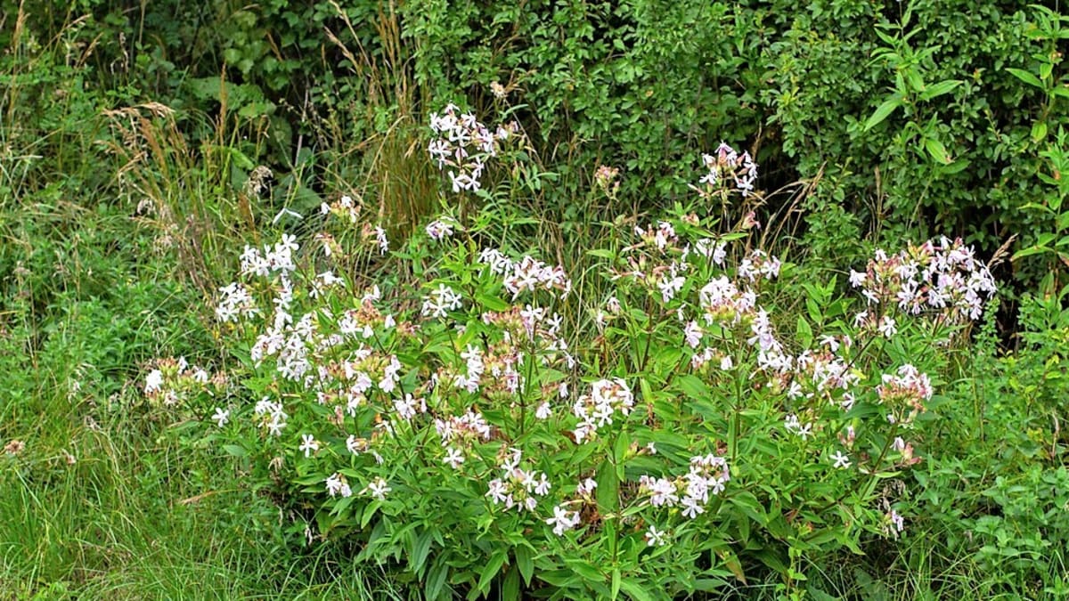 Mydlice lékařská(Saponaria officinalis) je až 60 cm vysoká větvená vytrvalá bylina, která kvete celé léto bíle až světle růžově. Příjemně voní.