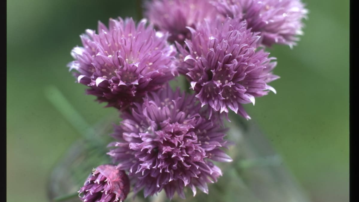 Pažitka pobřežní/Allium schoenoprasum