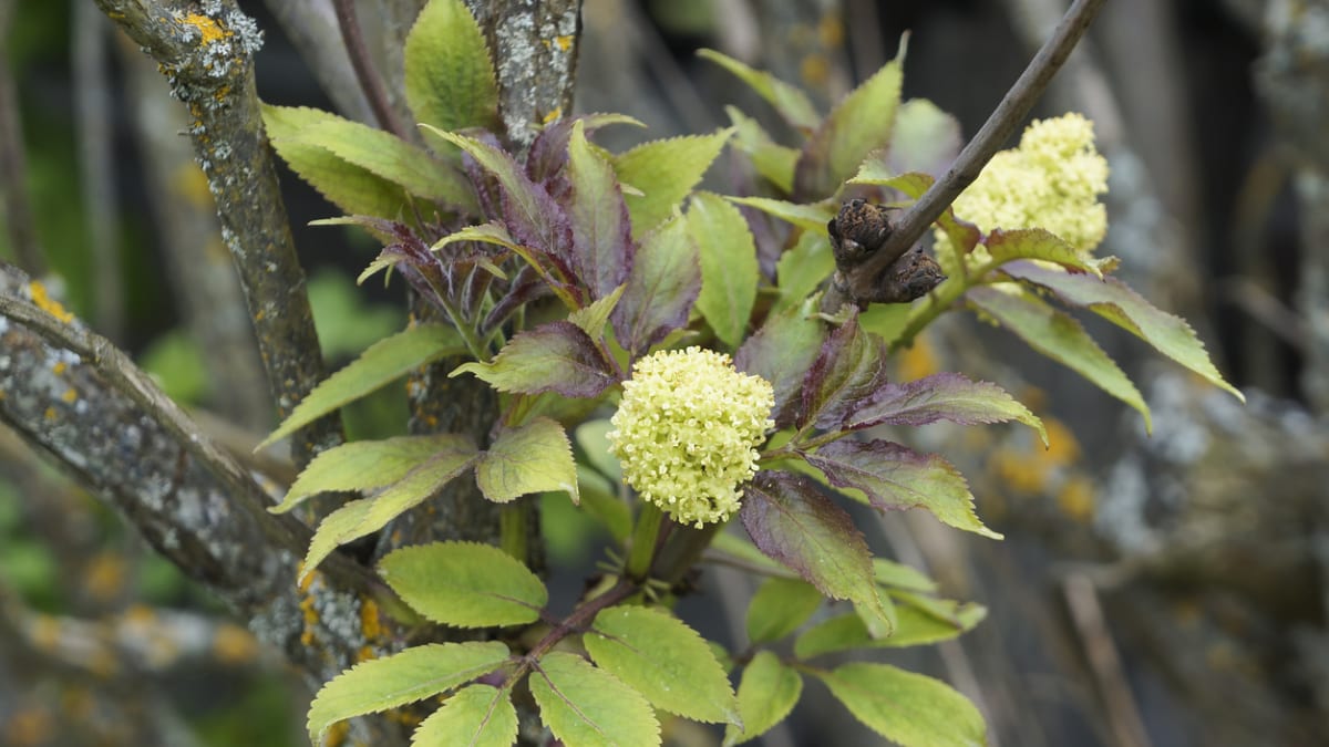 Bez červený, bez hroznatý (Sambucus racemosa)