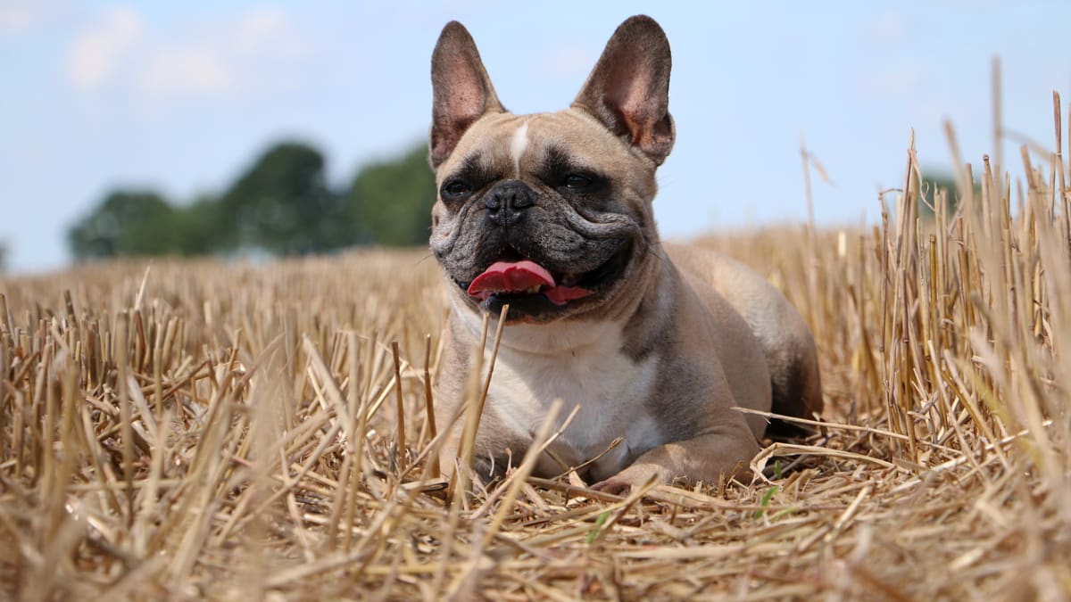 Horký letní den nejvíce trápí psy s tzv. zkráceným čumákem