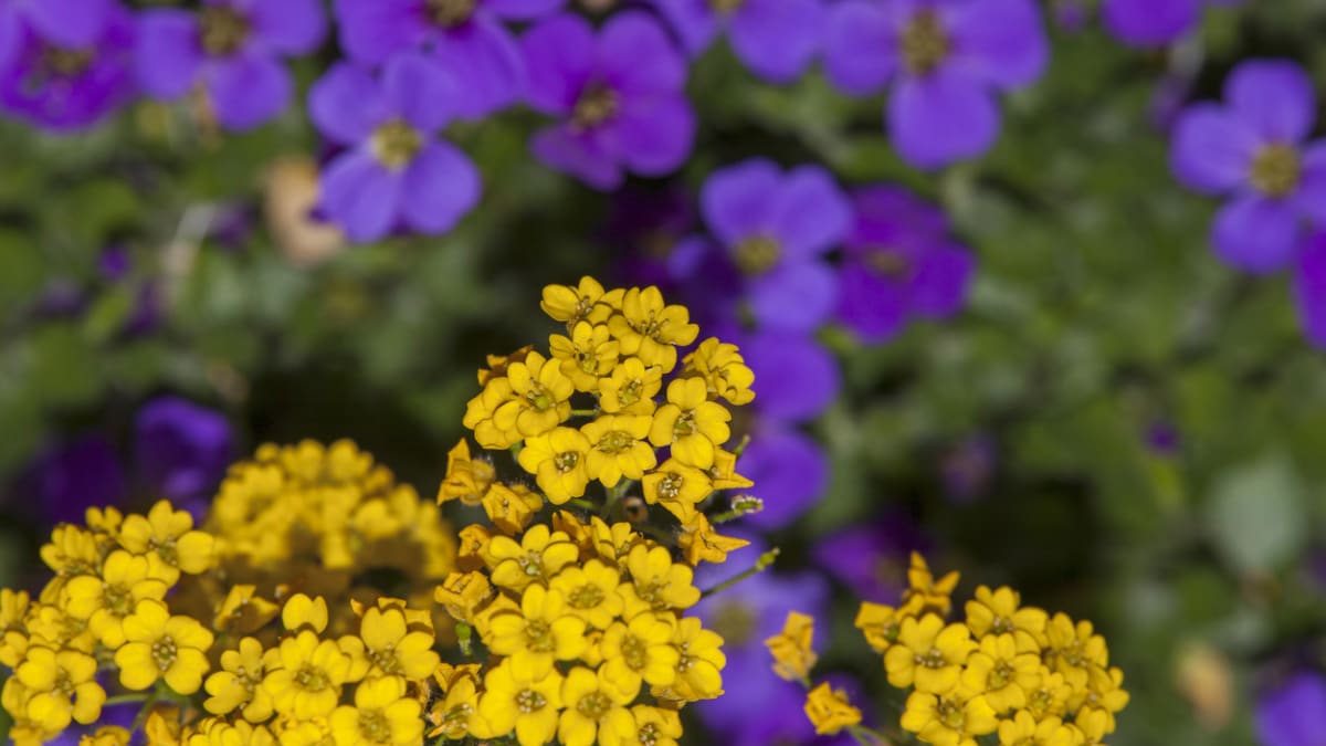 Medonosné skalničky nakrmí vyhládlé včely i díky velkému množství květů