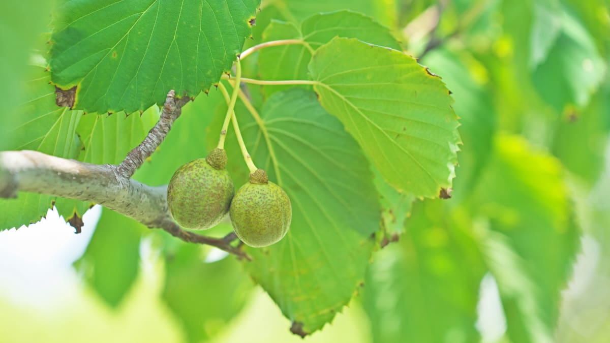 Kapesníkový strom: Davidii listenovou můžete pěstovat i na vlastní zahradě 3
