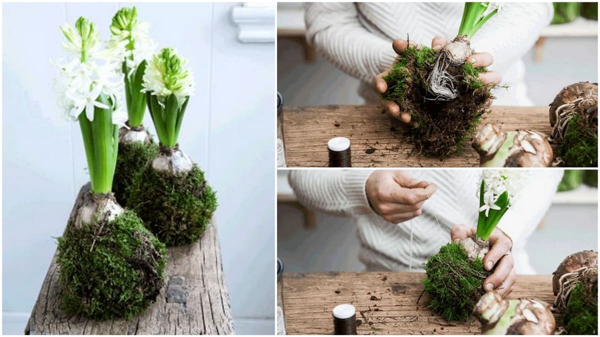 5 způsobů, jak vytvořit hyacintové jarní dekorace 3