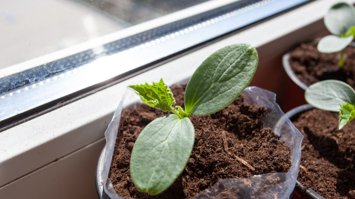 Sazenice pěstujte doma za oknem