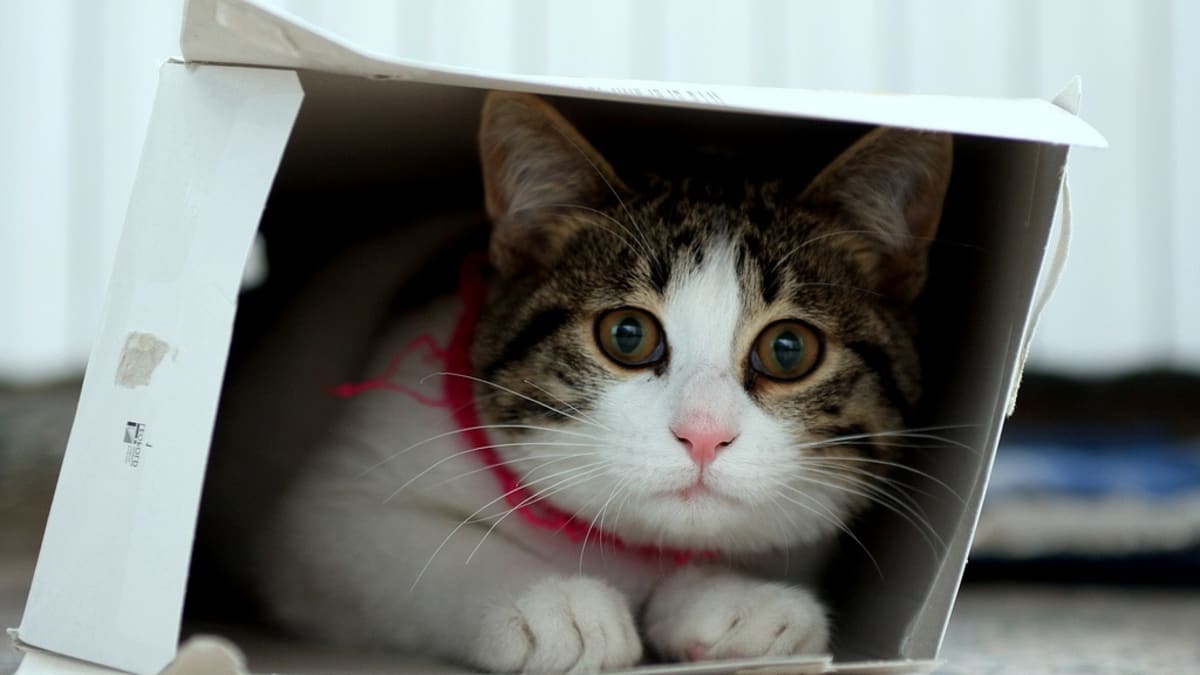 Kočky v krabici - Obrázek 6