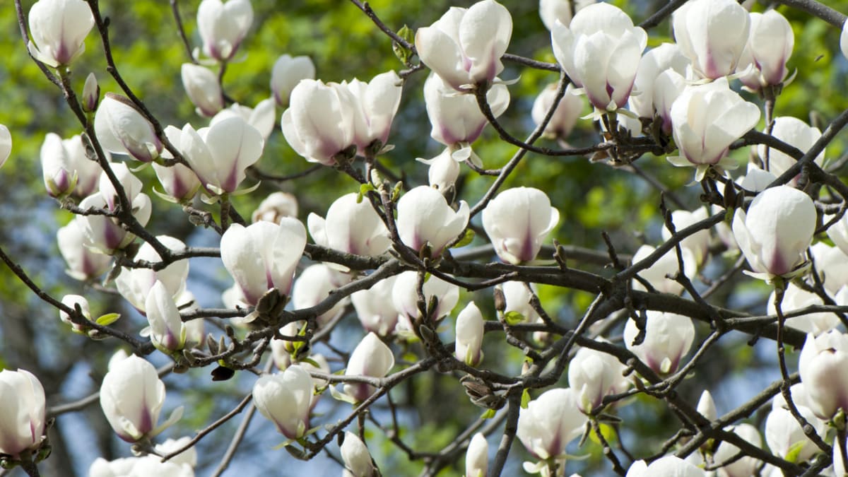 Krása magnolie - Obrázek 1