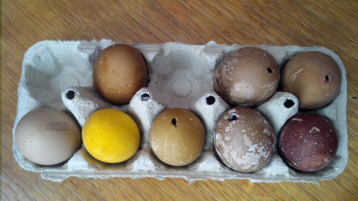 Ekologické barvení vajec 3