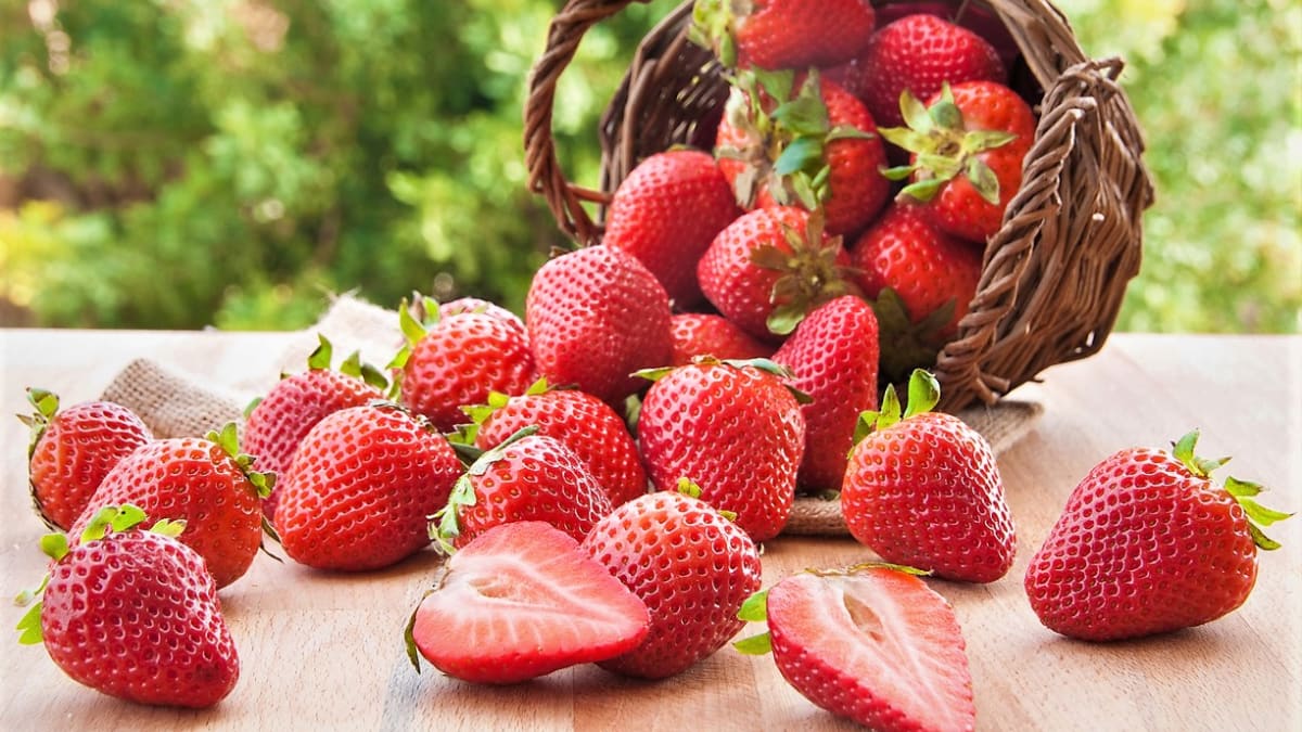 Jahody jsou podobně jako třešně nebo rybíz oblíbeným ovocem začínajícího léta. Jsou krásné, voňavé a chutné. Typickou chuť jahod si nejvíc užijeme, když je sníme čerstvé. 