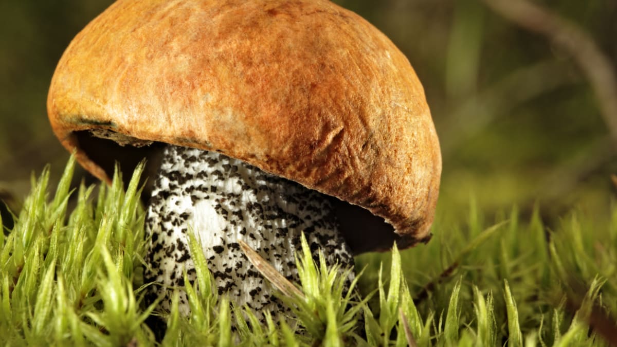 Křemenáč smrkový je nepřehlédnutelná houba, která miluje pozornost. 