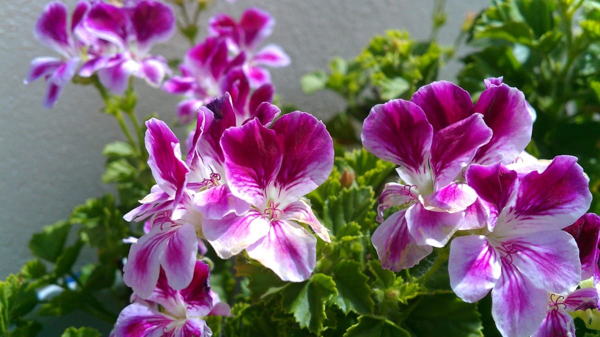 Pelargonie: Nejznámější balkonové květiny už se hlásí o slovo 1