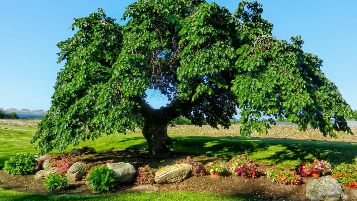 Starý keltský stromový horoskop: Silný strom se podobá zdravému a šťastnému člověku. Povaha lidí-cypřišů je vzácná. Jsou obětaví a věrní v lásce i přátelství, ve společnosti i v zaměstnání oblíbení, srší optimismem a vtipem.