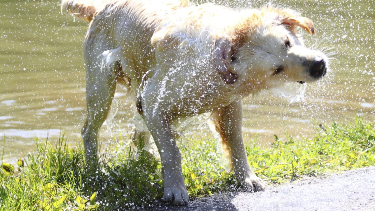 Pes  dokáže rychle vyklepat vodu ze svého kožichu