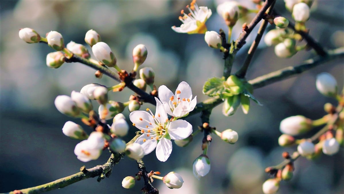 Trnka obecná/Prunus spinosa - květy