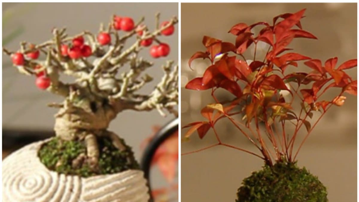 Levitující bonsai otvírák