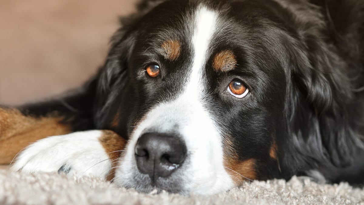 Bernský salašnický pes miluje svůj klid a domov