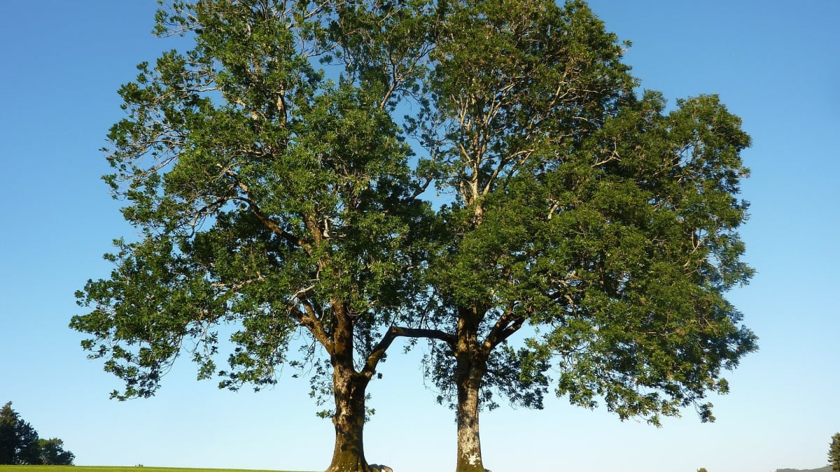 Starý keltský stromový horoskop: Krásný ztepilý strom je patronem lidí, které mají všichni rádi. Když půjdou štěstí naproti, nemůže je minout. Člověk-jasan je pevný, ctižádostivý a velmi schopný
