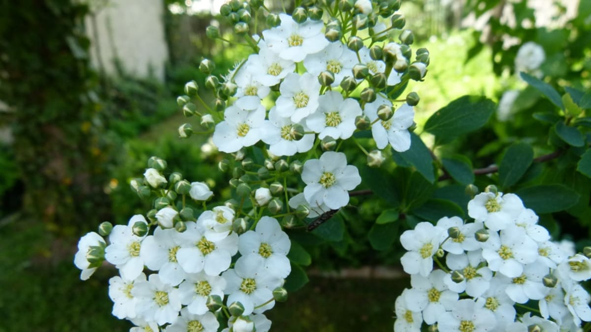 Vysaďte na zahradu bíle kvetoucí keře 3
