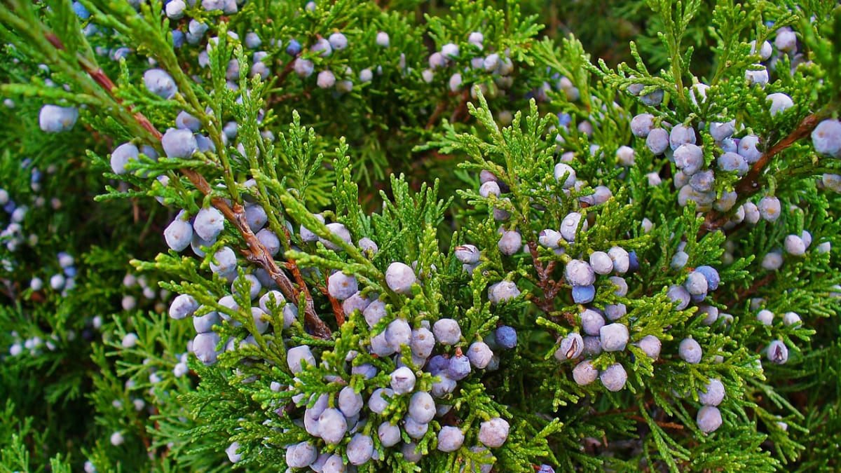 Jedovaté dřeviny - Obrázek 2 - Jalovec chvojka nazývaný též klášterní chvojka nebo chvojka klášterská (Juniperus sabina L.)