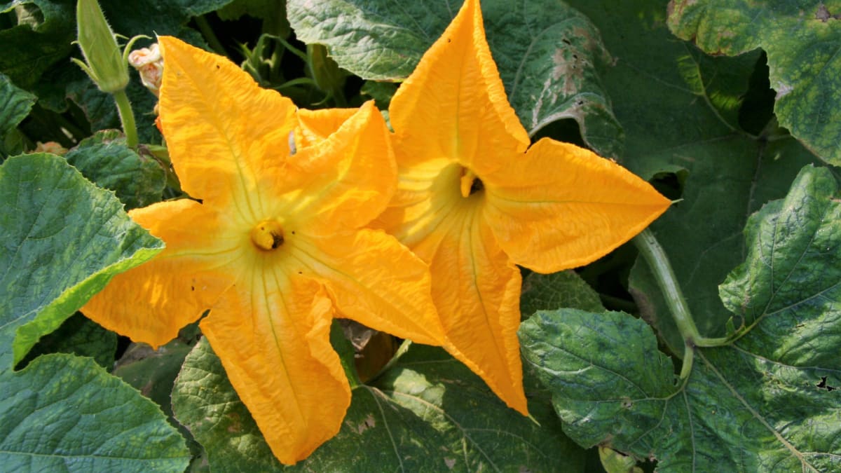 Velké žluté květy cuket fungují jako lákadlo pro opylovače a obsahují velké množství aromatických i chuťových látek. 