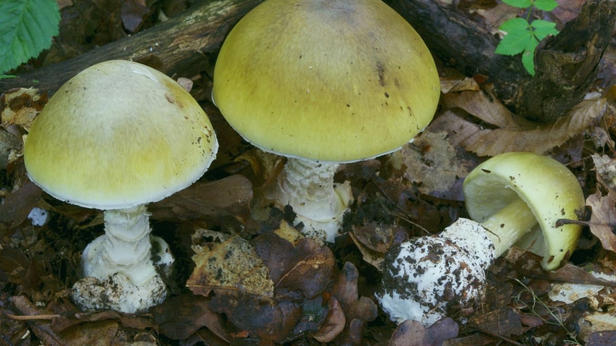 Jedovaté houby - Obrázek 2