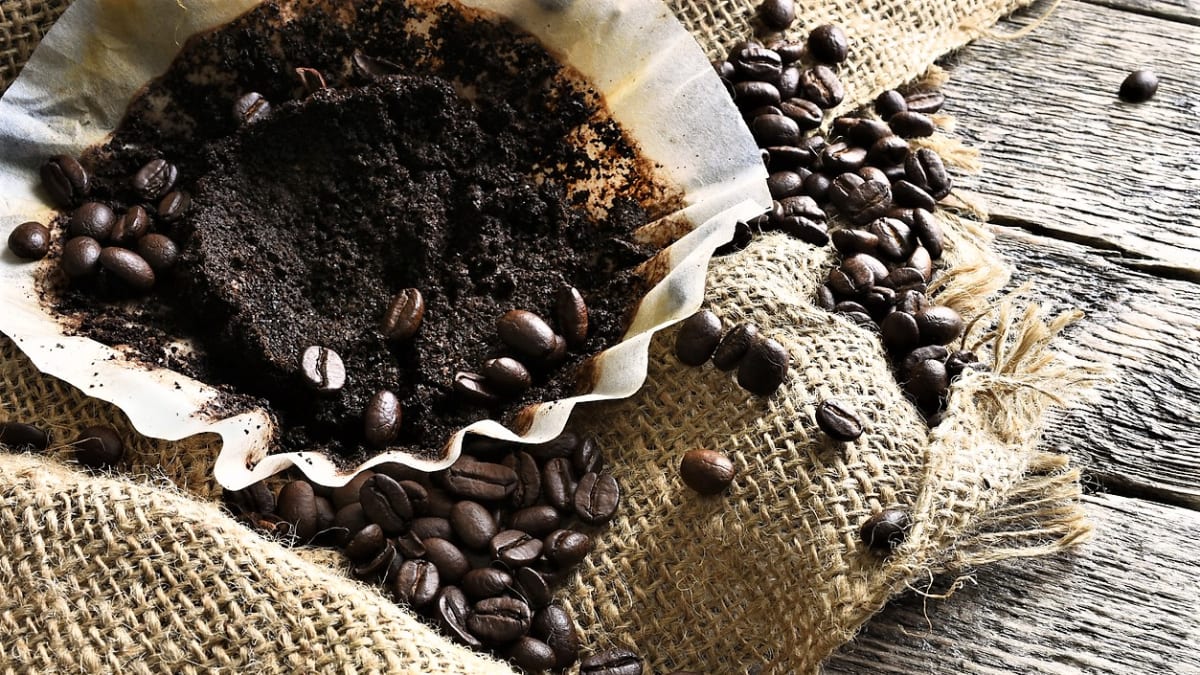 Kávovou sedlinu můžeme snadno použít k hnojení a ochraně pokojových, balkonových a venkovních rostlin. 
