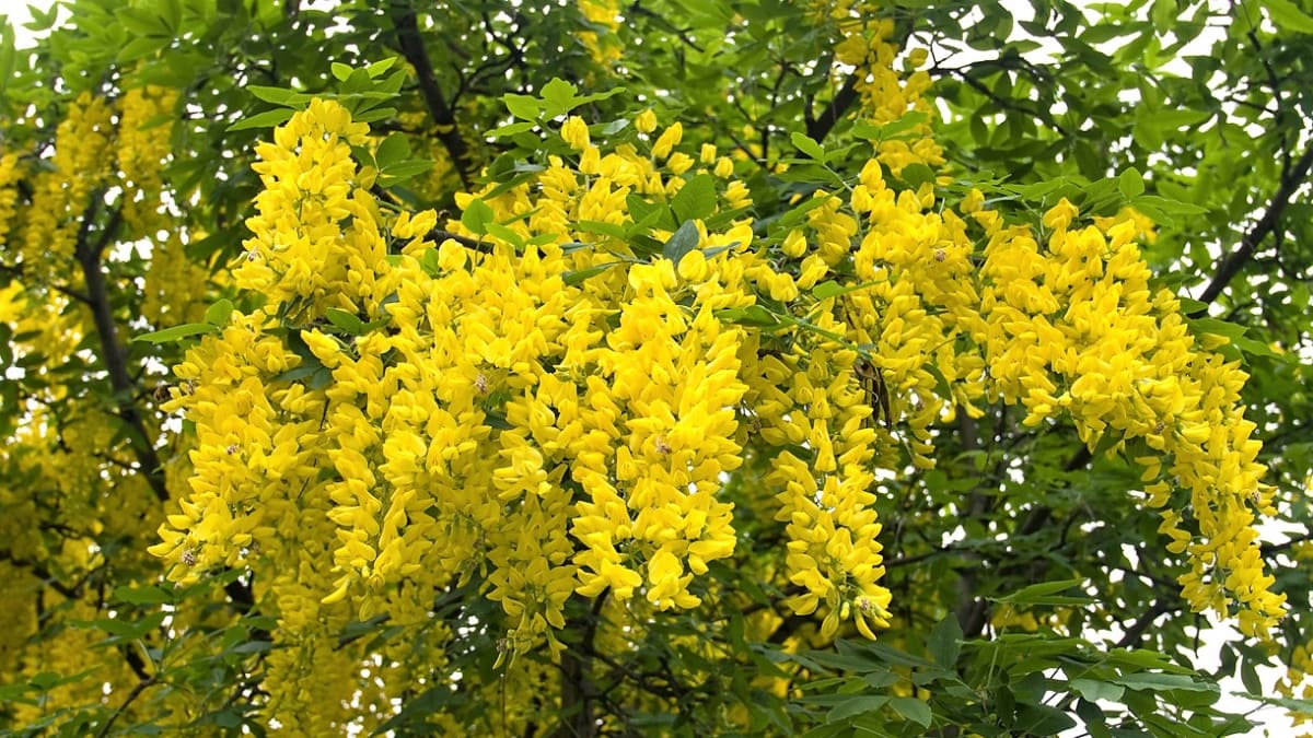 Název zlatý déšť (z německého der Goldregen) správně náleží jiné krásné dřevině, kterou je štědřenec odvislý (Laburnum anagyroides) s dlouhými hrozny zlatožlutých květů, které vytvářejí oslňující zlatý déšť.