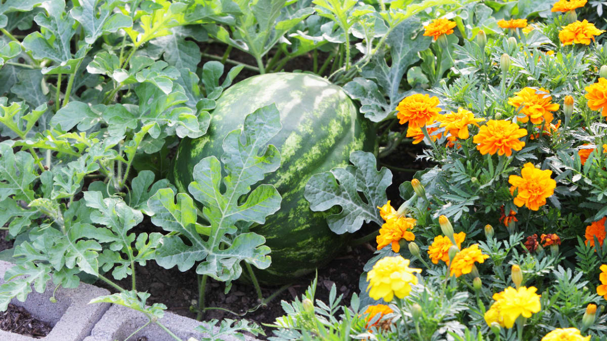 Vysázejte do záhonů se zeleninou květiny a bylinky, které fungují jako rostlinolékaři 3
