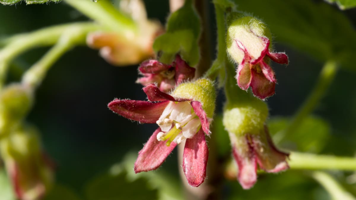 Josta (Ribes nidigrolaria)