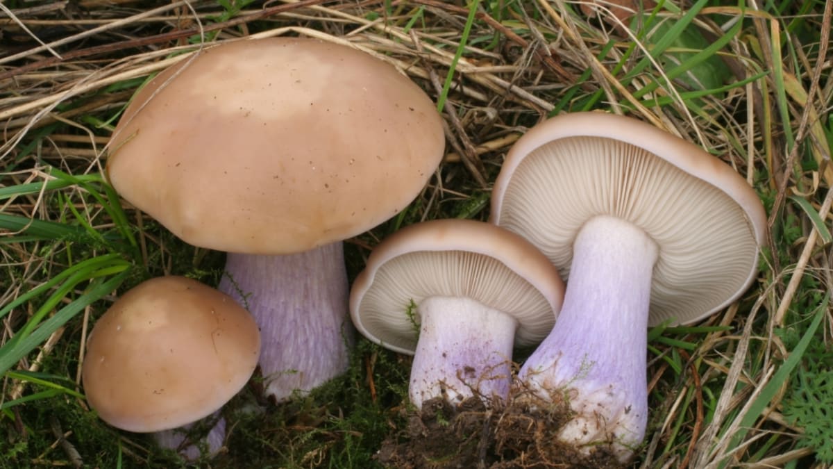 Podzimní houby - Obrázek 2 - Čirůvka dvoubarevná (Lepista saeva)
