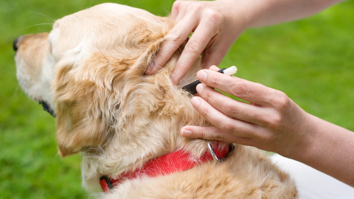 Přírodní ochrana před klíšťaty se najde i pro psy