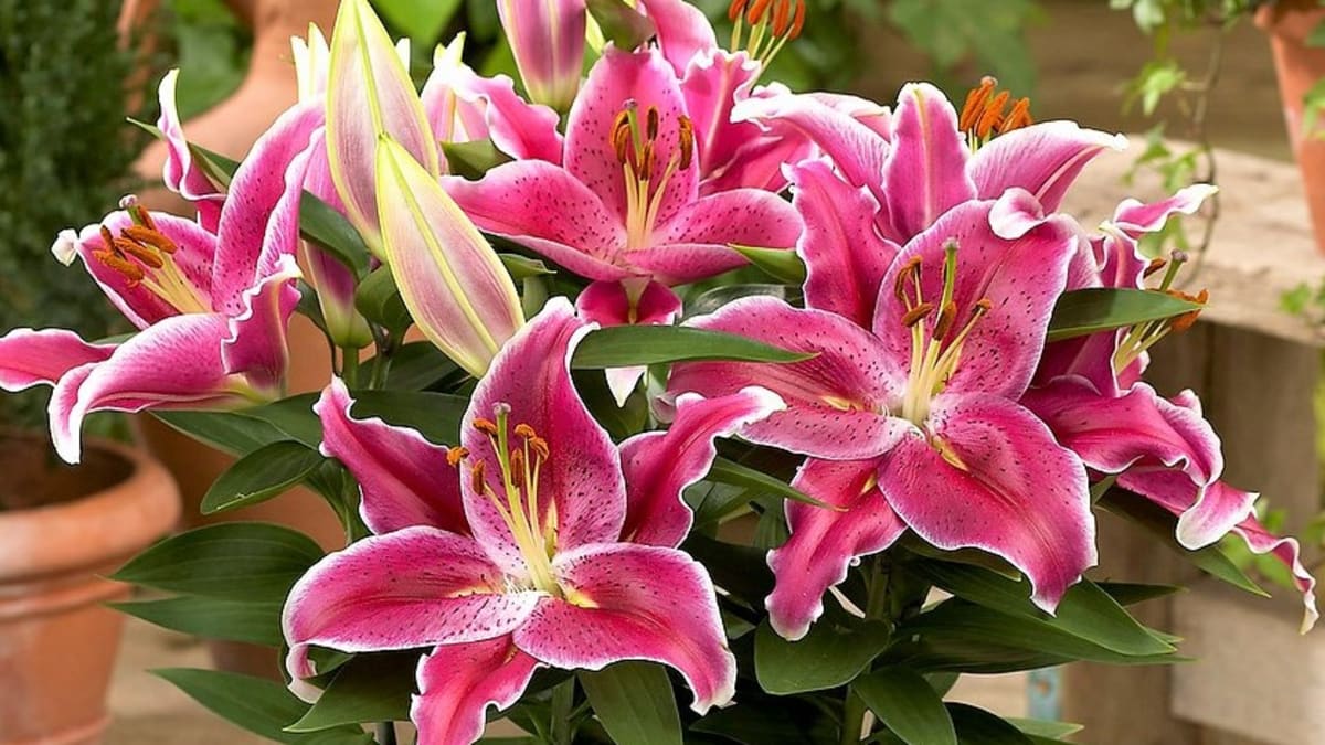 Orientální lilie jsou charakteristické svými obrovskými květy, intenzivní vůní a bohatými barvami. Na snímku kultivar After Eight.