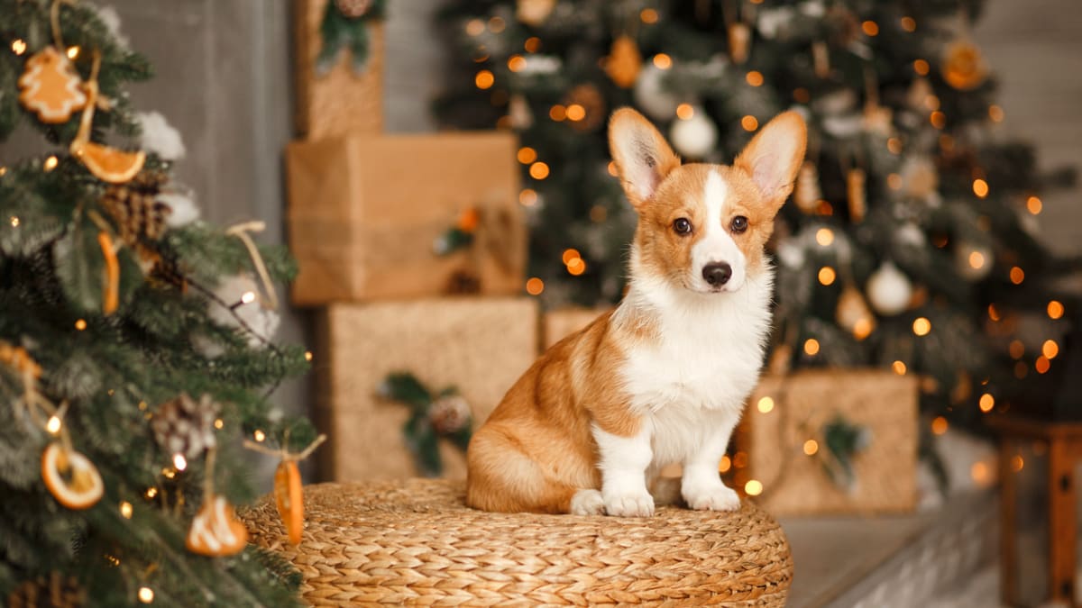 Užijte si se svým psem ty nejkrásnější Vánoce 