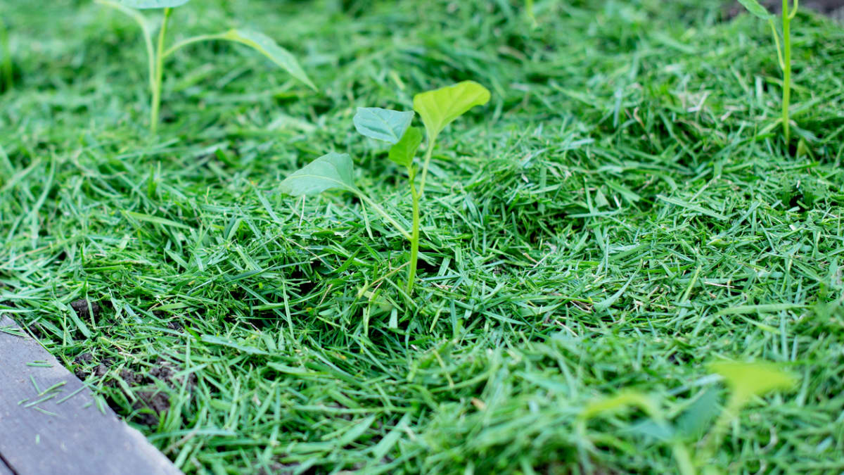 I posekaná tráva vám v zahradě ještě dobře poslouží  