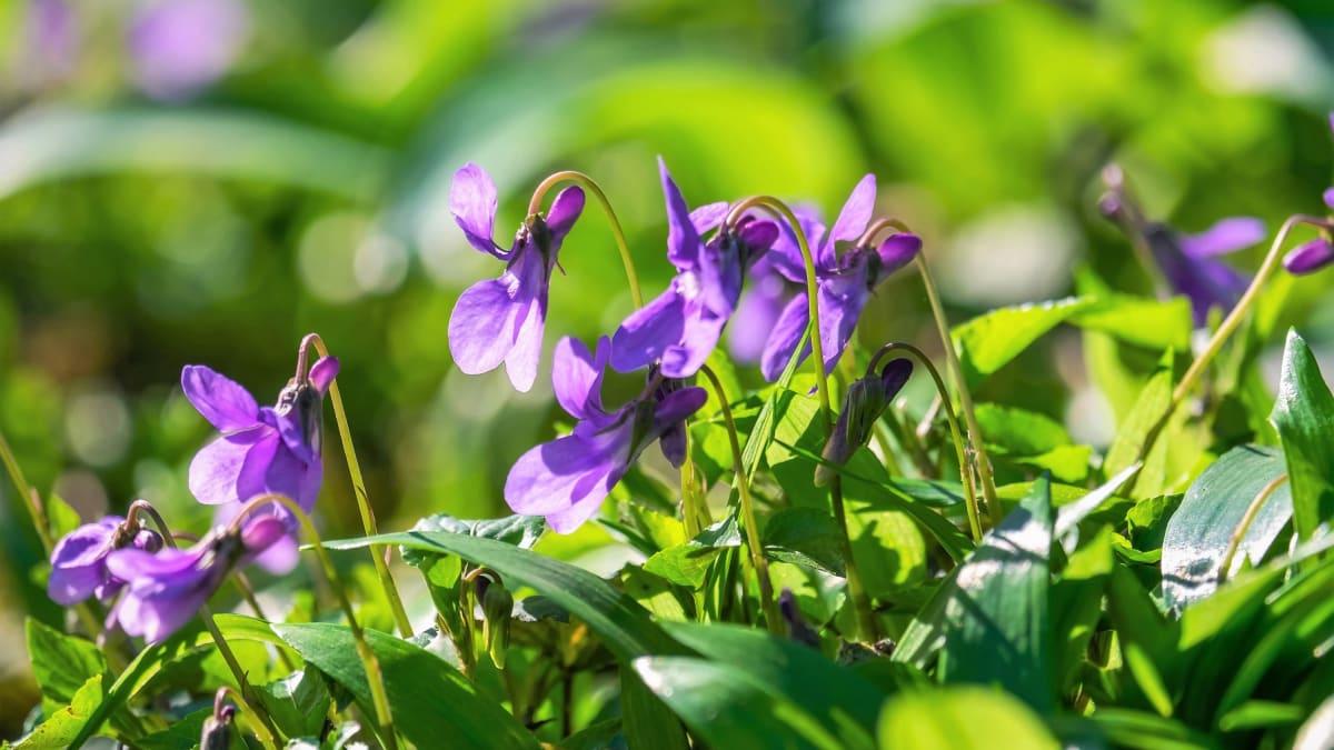 Fialka neboli violka vonná (Viola odorata) vyrůstá brzy na jaře z podzemních oddenků a kvete většinou počátkem dubna. Od ostatních druhů violek se odlišuje typickou intenzivní vůní a tmavou barvou květů. 