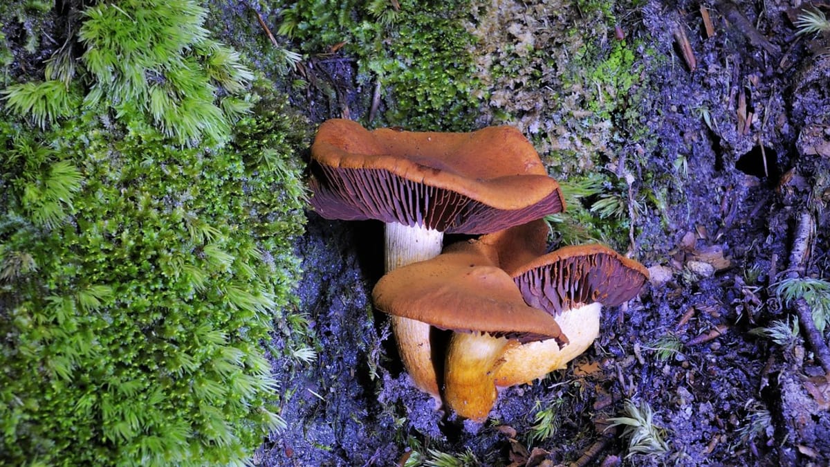 Pavučinec plyšový (Cortinarius orellanus) je smrtelně jedovatá houba,