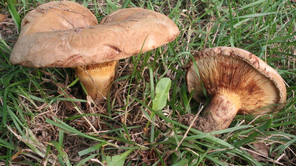 Podzimní houby - Obrázek 21 - Čechratka podvinutá (Paxillus involutus)