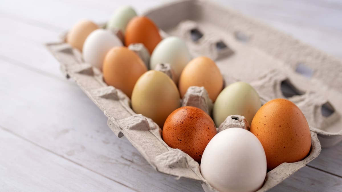 Slepice umí snášet i barevná vajíčka