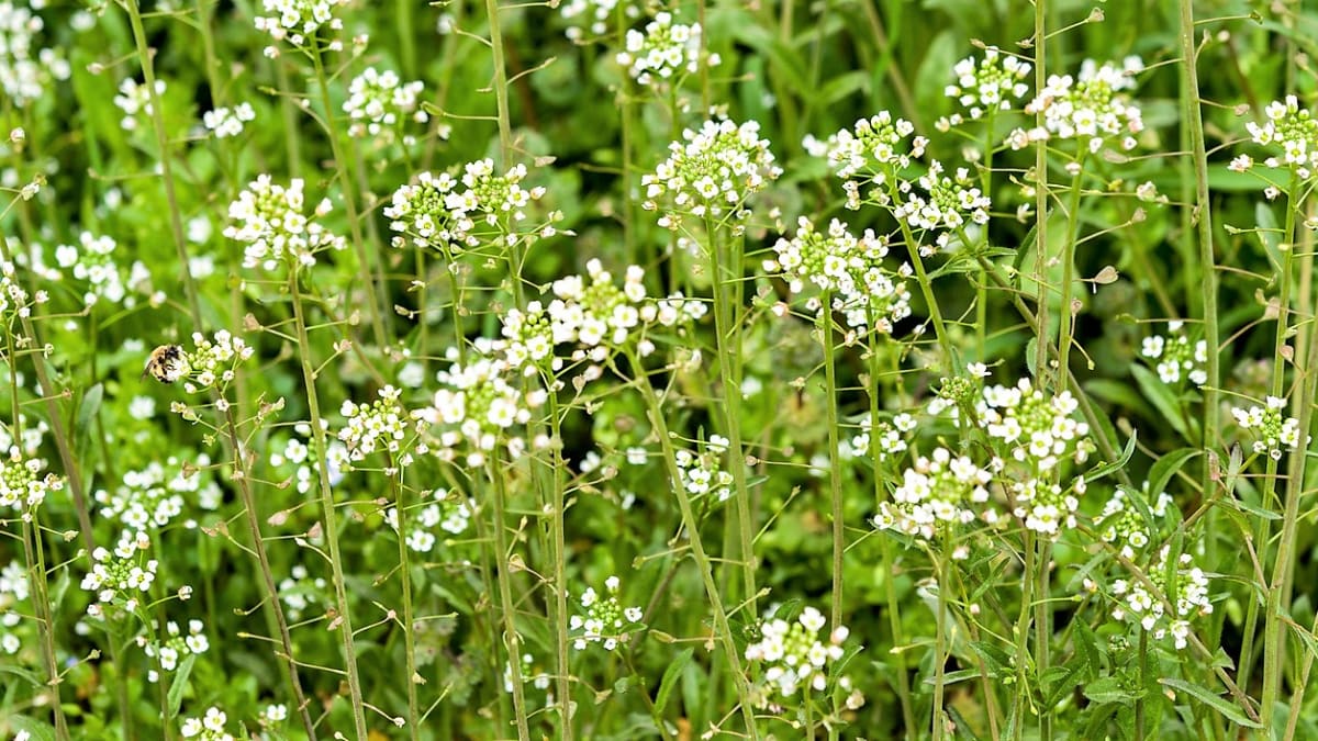 Kokoška pastuší tobolka (Capsella bursa-pastoris) je zajímavá bylina s drobnými bílými kvítky. Kokoška může kvést skoro celý rok, nejčastěji od března do listopadu. 