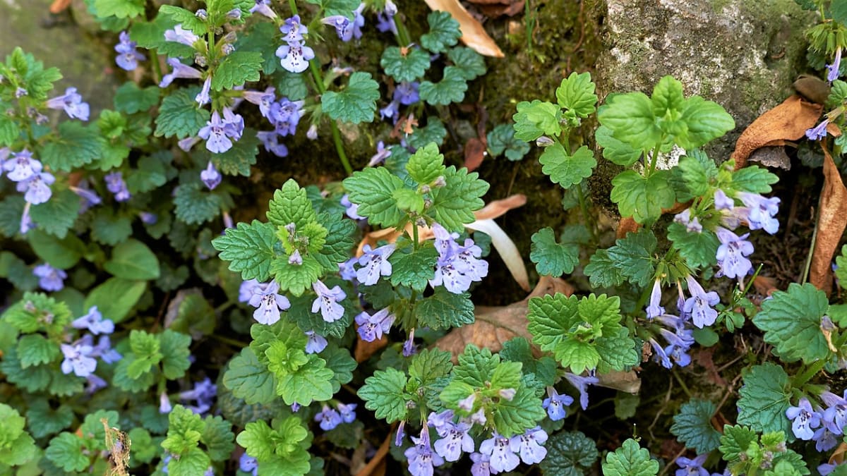 Popenec obecný (Glechoma hederacea) je nenápadná vytrvalá plazivá rostlinka s drobnými modrofialovými kvítky a srdčitými lístky